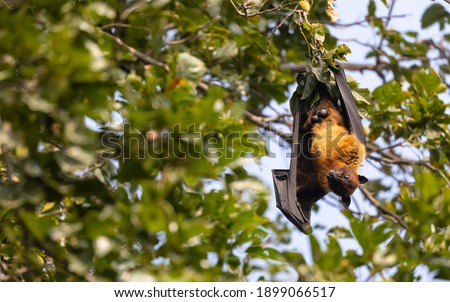 Megabat or fruit bats (Pteropodidae) hanging on tree. Lyle's flying fox.