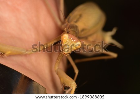 Macro shot of a female mantis, insect of the order of Mantodea resting on the hand, on a natural background
