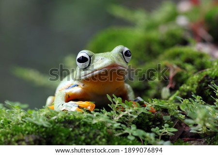 Flying frog closeup face on moss, Javan tree frog closeup image, rhacophorus reinwardtii