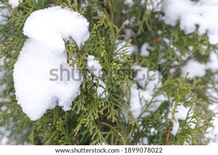 Green spruce, branches under the snow.
Frosty, snowy winter, christmas concept.