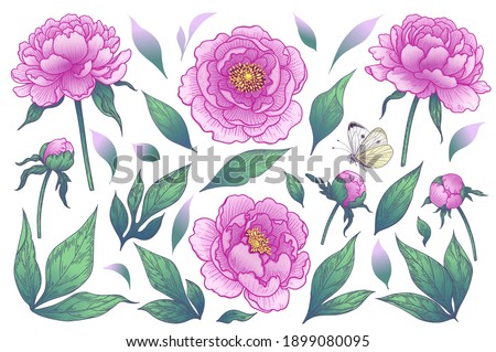 Blooming peony flowers heads, buds and leaves isolated on white background. Summer set. Vector floral elements and flying butterfly in vintage style.
