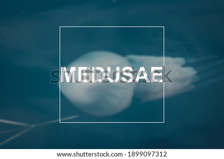 blurred unfocused background. Medusae write.