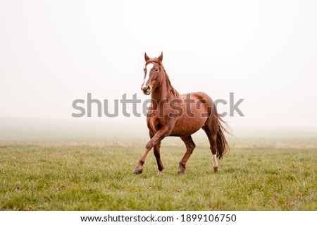 Beautiful amazing chestnut brown mare running on a cloudy foggy meadow. Mystic portrait of an elegant stallion horse. Royalty-Free Stock Photo #1899106750