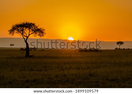 lone tree in savannah during sunrise in masai mara kenya