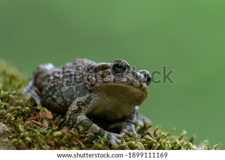 European green toad (Bufotes viridis) on moss. Isolated on a green background
