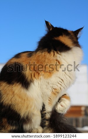 Fluffy Cat Grooming Licking Herself on Wooden Porch 