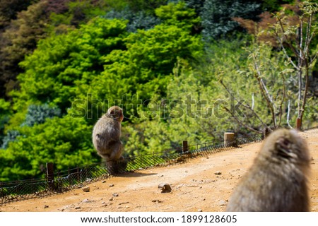Macaque monkey sitting on a stump in the hills full of green trees and looking sidewards. 