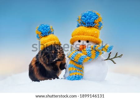 Lovely guinea pig dressed in a knitted hat with warm dressed snowman in winter