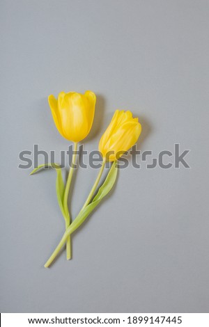 yellow tulips on gray background,  color of 2021