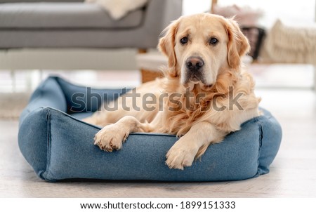 Golden retriever dog at home Royalty-Free Stock Photo #1899151333