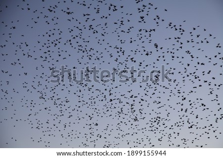 Large flock of birds flying - Evening light