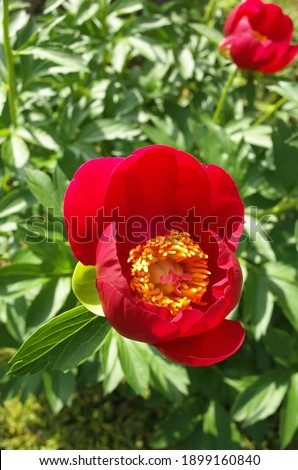Red Flowers of Peony in Full Bloom
