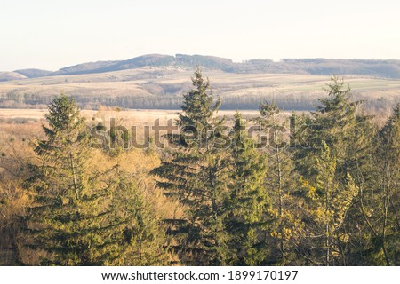 
Spruce on a background of beautiful nature. Mountains, fields around. Winter without snow.