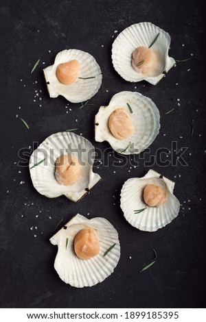 Scallops in the shelsl. On a black background. Many. Sea salt. High quality photo