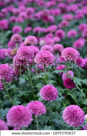 Wonderful, Chrysanthemum flower with green leaves and the background blurred,2021