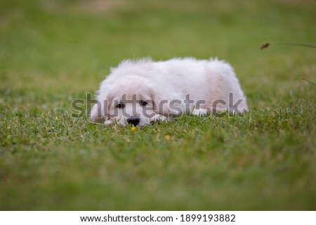 white golden retriever puppy in nature