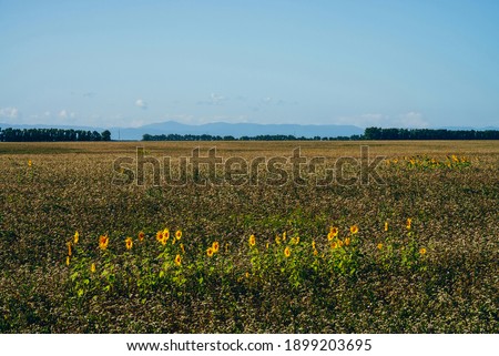 Beautiful scenic landscape with harvested sunflowers in empty field under blue sky. Some sunflowers grow among empty field on background of horizon with trees. Plantation of sun flowers. Harvest time.
