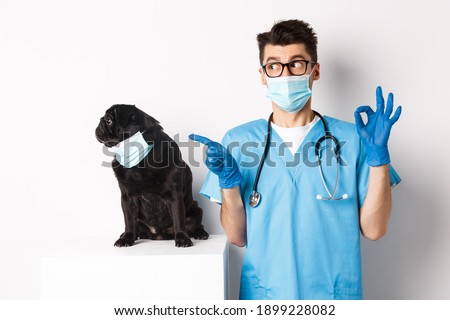 Funny black pug dog wearing medical mask, sitting near handsome veterinarian doctor showing okay sign, white background