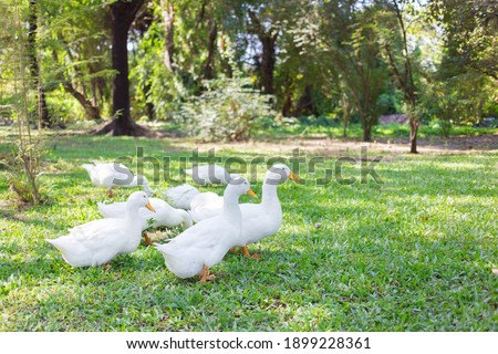 Yi-Liang ducks have white color and yellow platypus are walking in the green garden.
