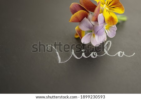 Viola flowers on black board