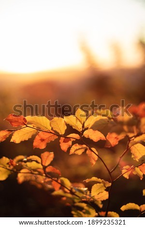 Leafs in the light of a beautiful sunset
