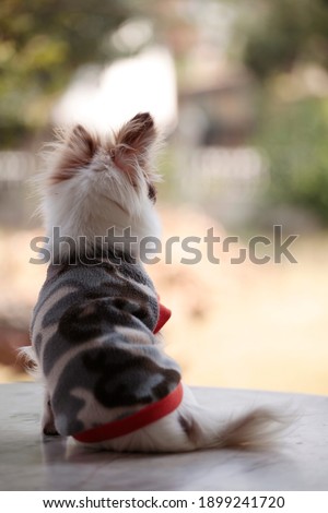 Chihuahua puppy wearing a sweater