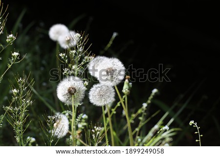 Dandelion picture close up and autofocused