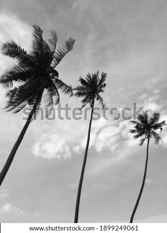 Coconut trees and beautiful sky, in Thailand, suitable for a background.