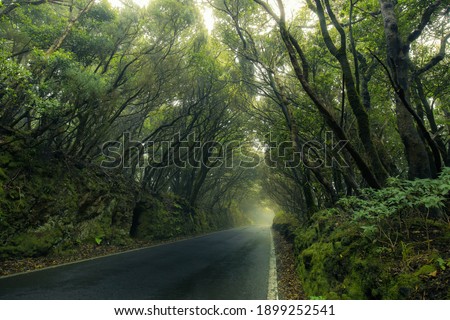 A straight asphalt road goes through a dense dark rainforest. Low, crooked trees with green foliage merge above the road. No sky, no cars, no people Royalty-Free Stock Photo #1899252541