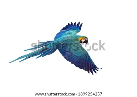 Macaw parrot fly in dark green vegetation. Scarlet Macaw, Ara macao, in tropical forest. On a white background Royalty-Free Stock Photo #1899254257