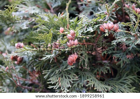 Bright branches of thuja close-up on a blurred green background, macro photo