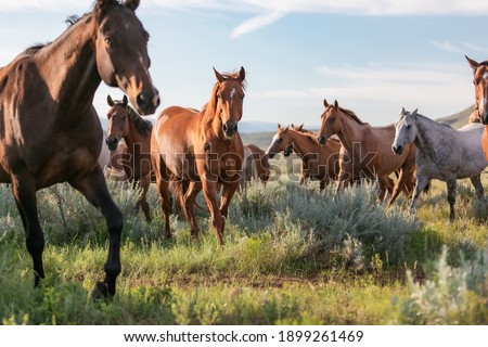 Beautiful herd of American Quarter horse ranch horses in the dryhead area of Montana near the border withWyoming Royalty-Free Stock Photo #1899261469