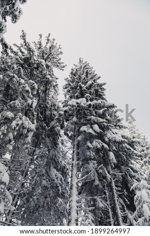 Winter landscape with pine forest up in the mountains.Very large layer of snow