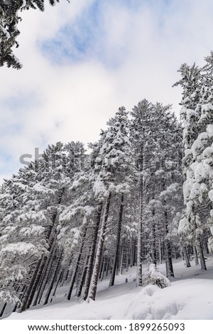 The frosty winter in the mountains with a lot of snow. Fairytale winter landscape in the pine forest.