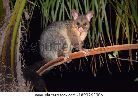 Common Brushtail possum out for a night time forage