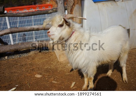 White goat picture handsome goat picture