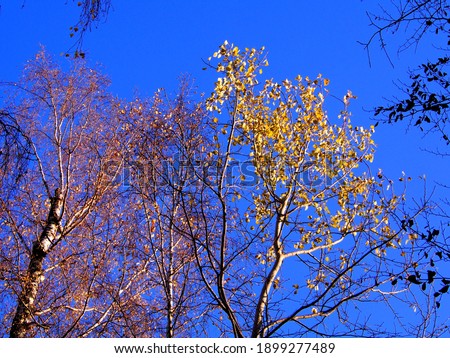 branches of tall trees with colorful leaves with blue sky in the, sunny cold day, wild nature, adventure trip, family travel, wallpapers