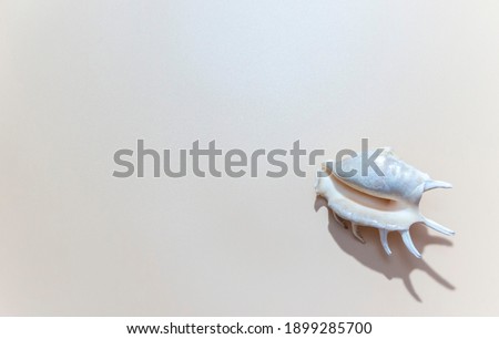 Isolated shells with beige Background.