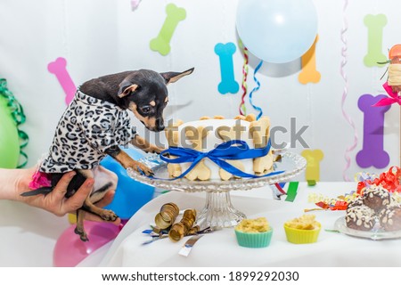 
A small dog sniffs a dog cake.