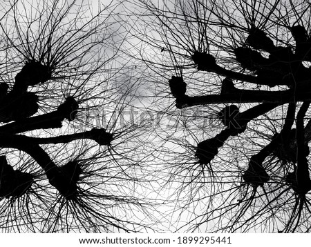 black and white tree branches without folliage