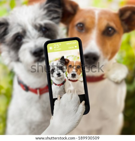 couple of dog taking a selfie together with a smartphone