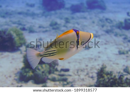 Beautiful picasso triggerfish swimming in the tropical waters of the Red Sea in Egypt. Underwater photography, Scuba Diving