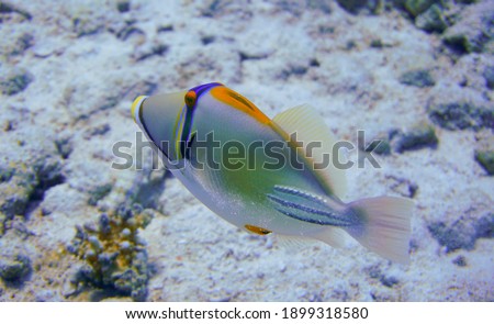 Beautiful picasso triggerfish swimming in the tropical waters of the Red Sea in Egypt. Underwater photography, Scuba Diving