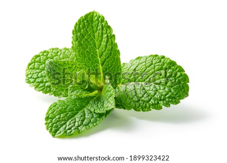 Mint leaf. Fresh mint on white background. Mint leaves isolated. Full depth of field. Royalty-Free Stock Photo #1899323422