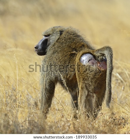 Baboons in the natural habitat. Africa. Kenya.