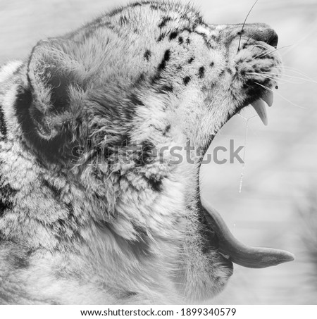 A snow leopard yawning in black and white