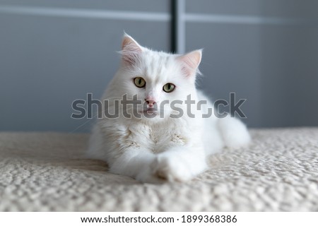 A white posh fluffy cat of Turkish Angora breed, outstretched its paws forward, lies on the bed and looks in the camera Royalty-Free Stock Photo #1899368386
