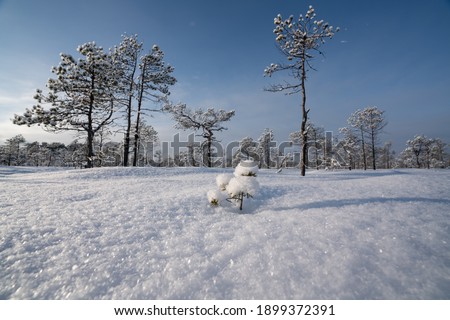 Amazing winter wonderland located in Estonia. Cold weather and perfect snow conditions. Small tree growing in the snow. Snow covered tiny cute pine tree. All the weight of the snow on a tiny tree.