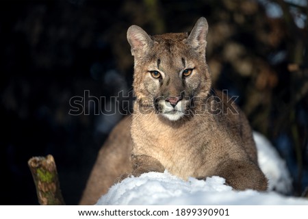 Cougar lying in the woods in the snow.