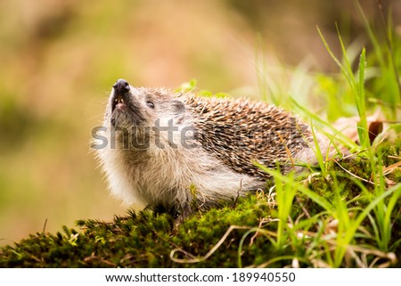 hedgehog on moss